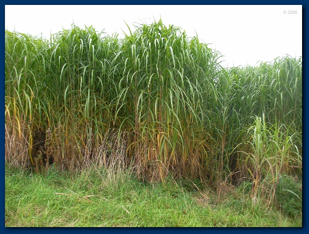 600x449 pixels (192K)